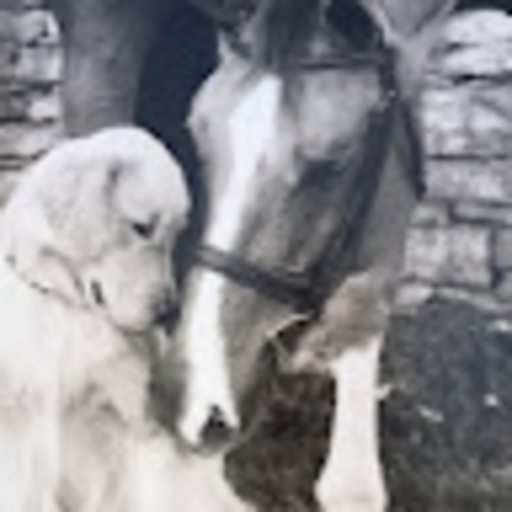 Meet your Posher, Betty